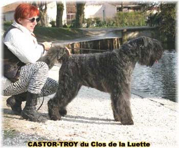 bouvier des flandres du clos de la luette - copyright déposé